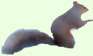 Logo du site, un écureuil