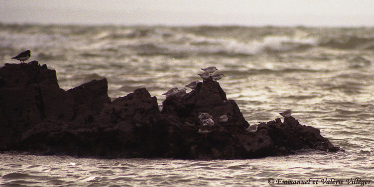 Bécasseaux réfugiés sur un rocher, Le Pouldu