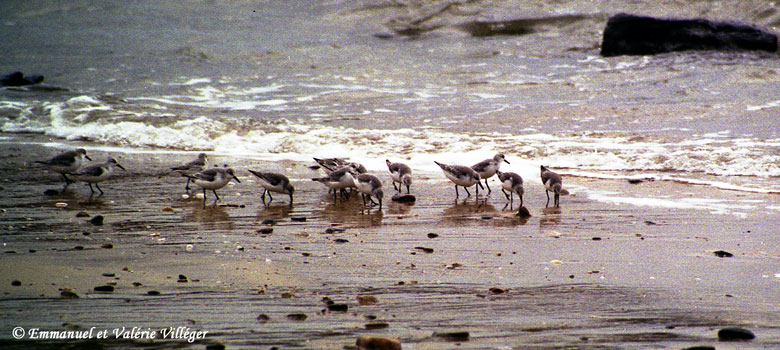 Sanderlings eating on the beach les Grands Sables, Le Pouldu