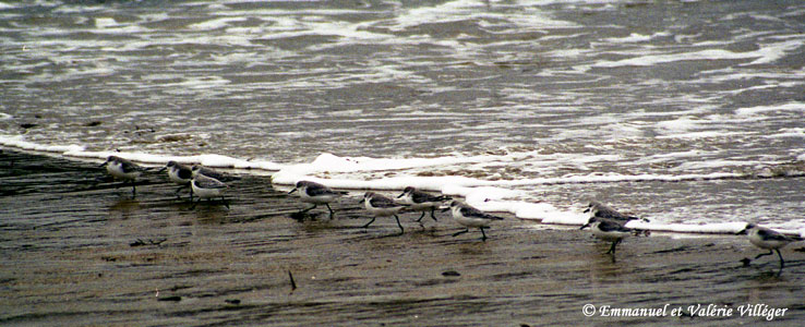Sanderlings fleeing a wave, Le Pouldu