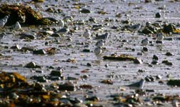 Sanderlings eating on the beach les Grands Sables, Le Pouldu