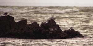 Sanderlings safe on a rock at sea, Le Pouldu