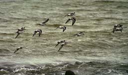 Flying Sanderlings, Les Grands Sables, Le Pouldu