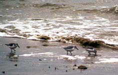 Bécasseaux se nourrissant sur la plage des Grands Sables, Le Pouldu