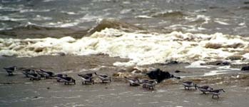 Bécasseaux se nourrissant sur la plage des Grands Sables, Le Pouldu