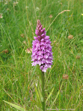 Orchis at Eoligarry, Barra