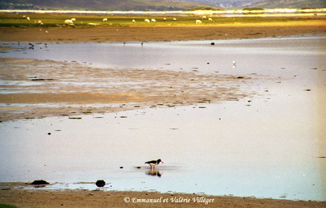 The visitor center of Tuaobh Tuàth, an oyster catcher