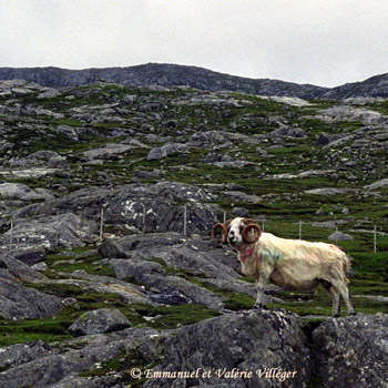 Mouton à Tarbert sur la route quittant Tarbert vers l'Est