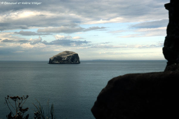 Bass Rock, covered with gannets seen from Tantallon castle