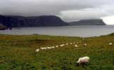 Cliffs around Neist point, sheeps grazing