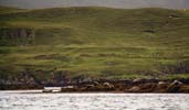 Seals colony in front of Dunvegan castle