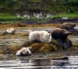 Seals colony in front of Dunvegan castle