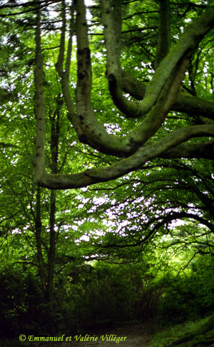 Les arbres tortueux de la forêt d'Armadale Estate