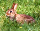 Little rabbit in Armadale Estate