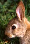 Little rabbit in Armadale Estate