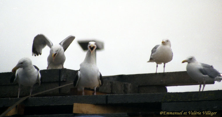 Uig, seagulls on a truck