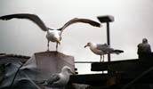 Uig, seagulls on a truck