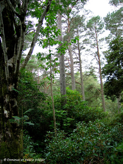 Forêt d'Inverewe